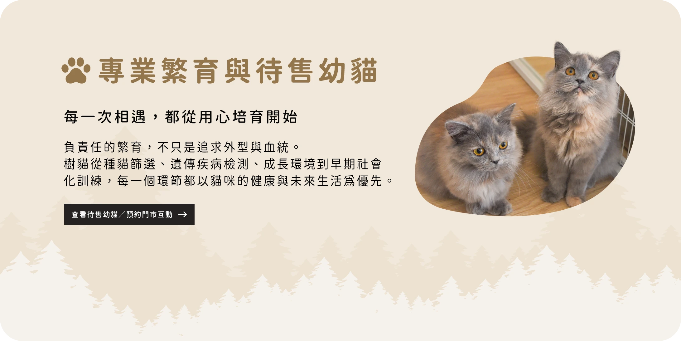 樹貓待售幼貓介紹